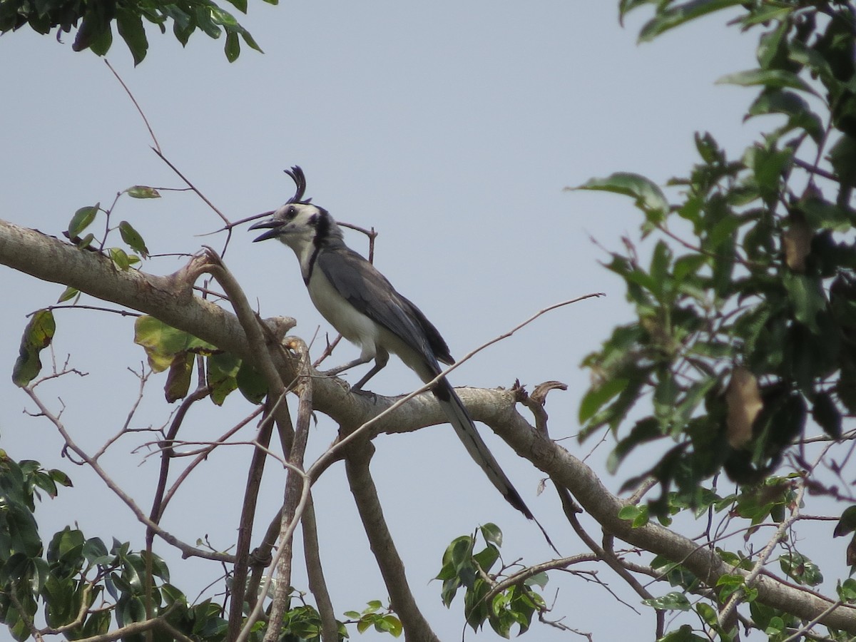 White-throated Magpie-Jay - ML617447216