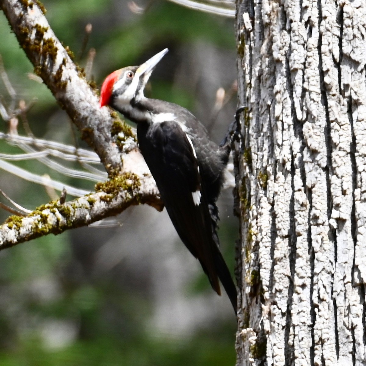 Pileated Woodpecker - ML617447226