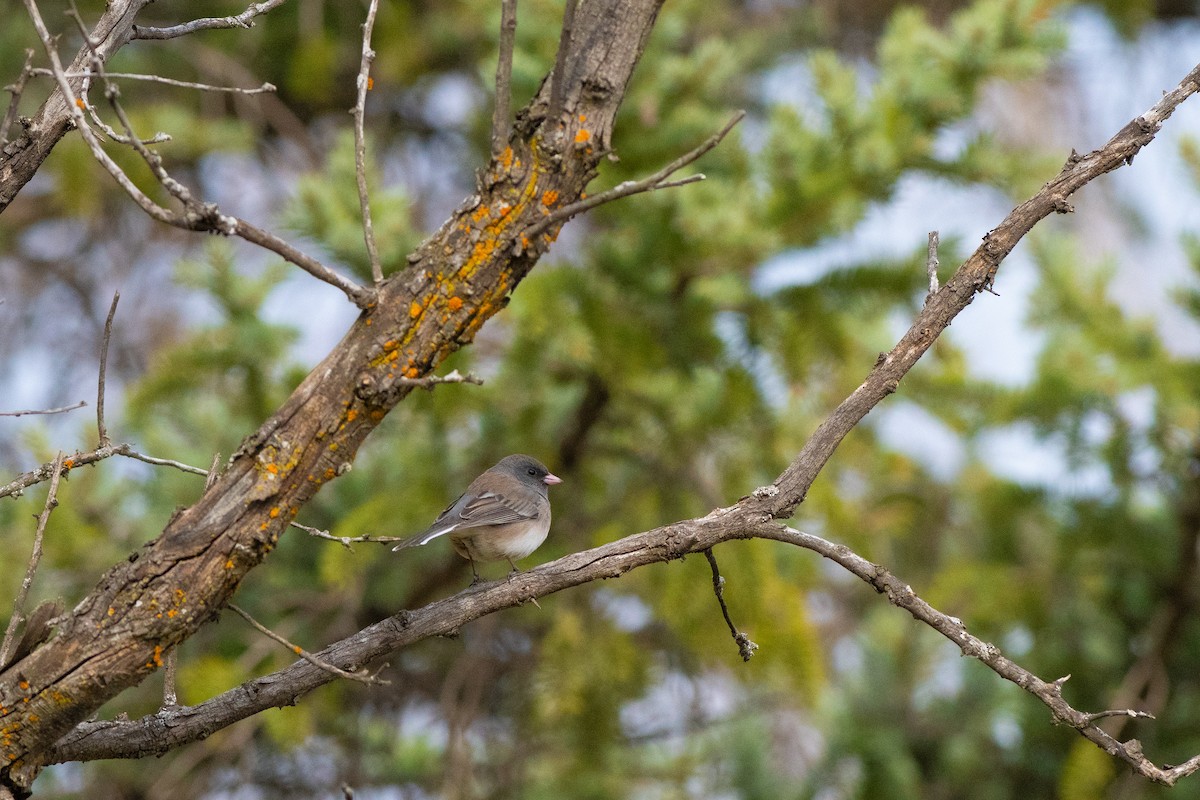 Junco Ojioscuro - ML617447256