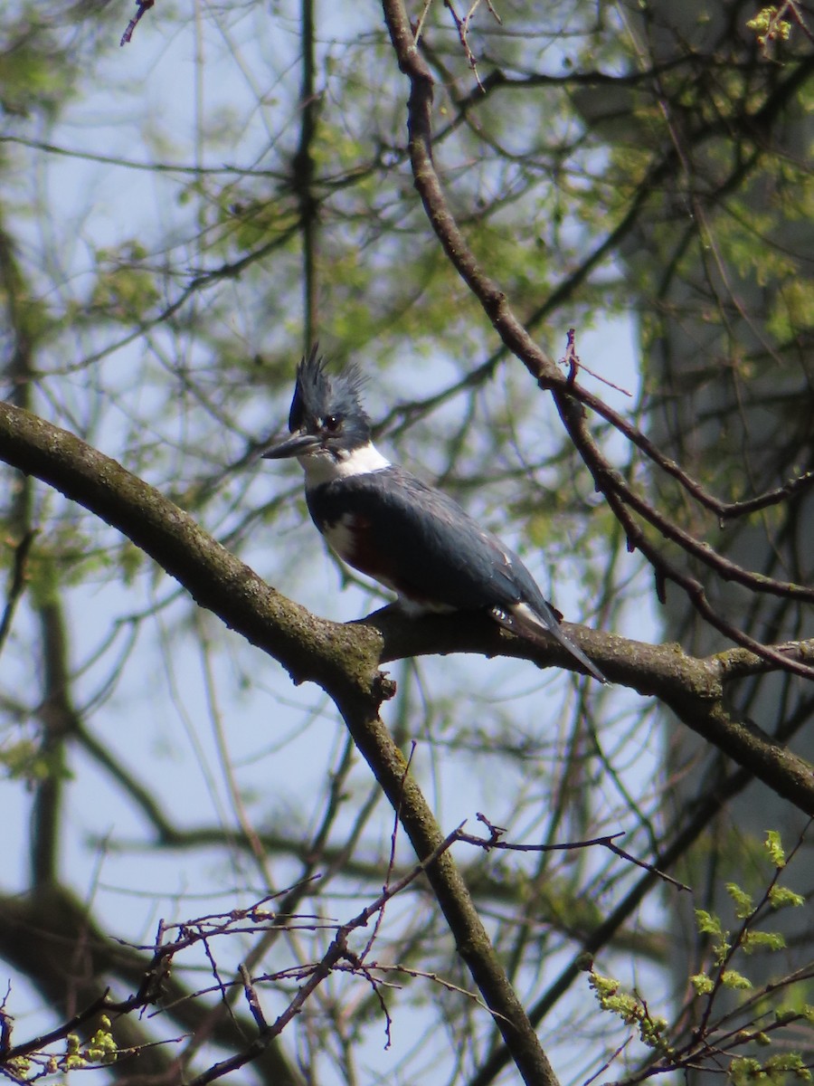 Belted Kingfisher - ML617447260