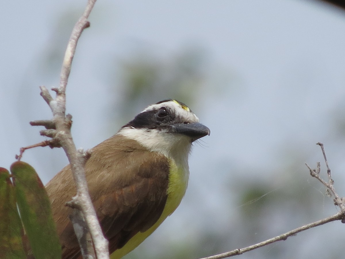 Great Kiskadee - ML617447274