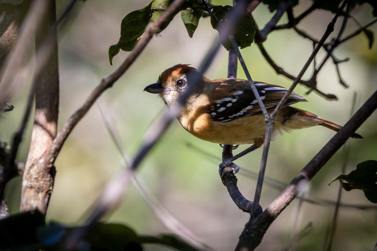 Planalto Slaty-Antshrike - ML617447309