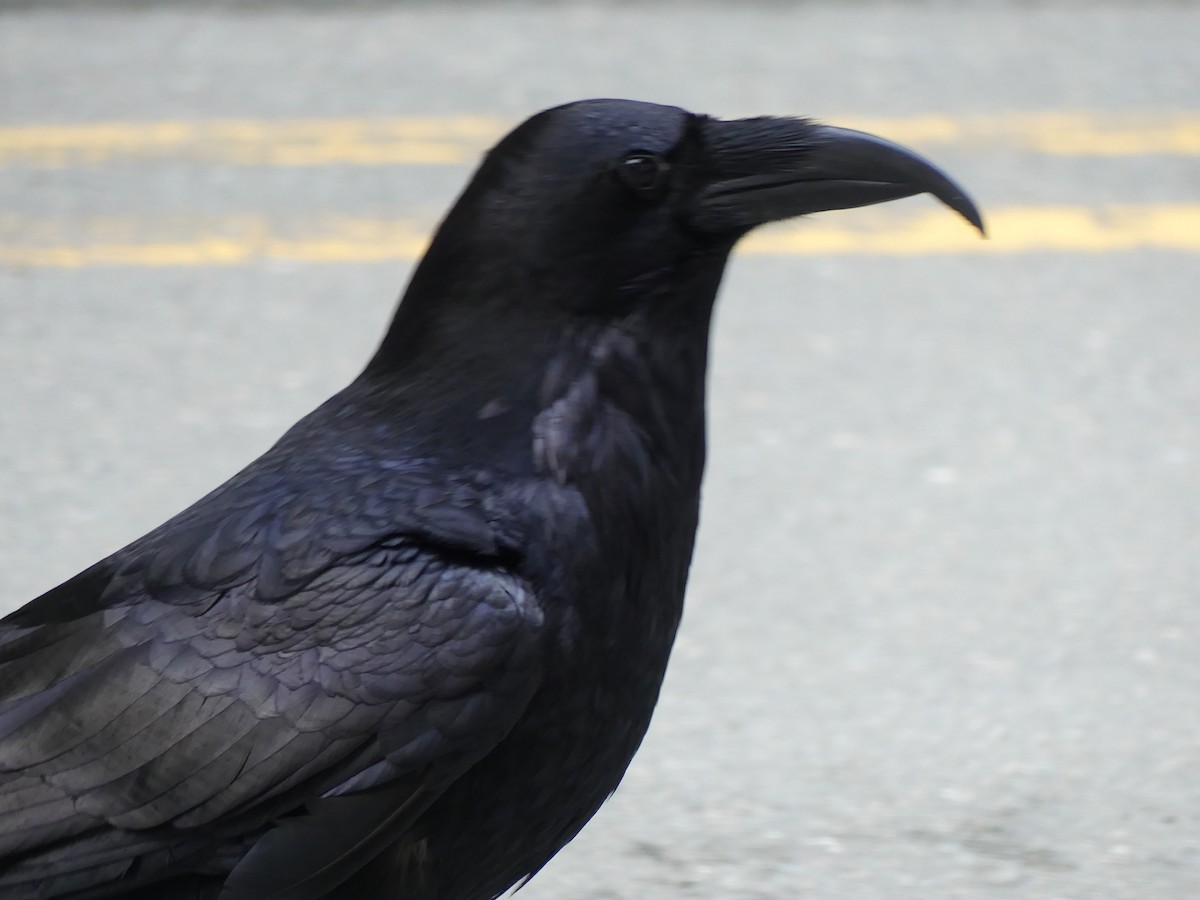 Common Raven - Gus van Vliet