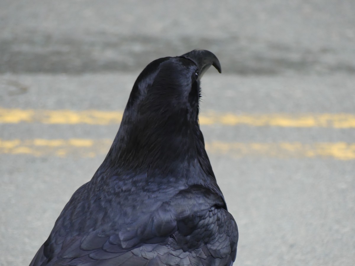 Common Raven - Gus van Vliet