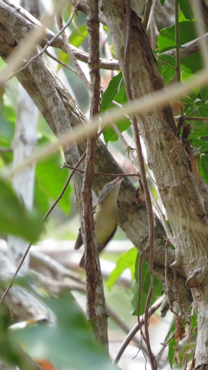 Bell's Vireo - ML617447353