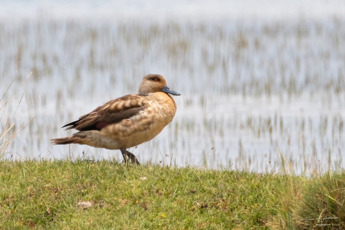 Canard huppé - ML617447382