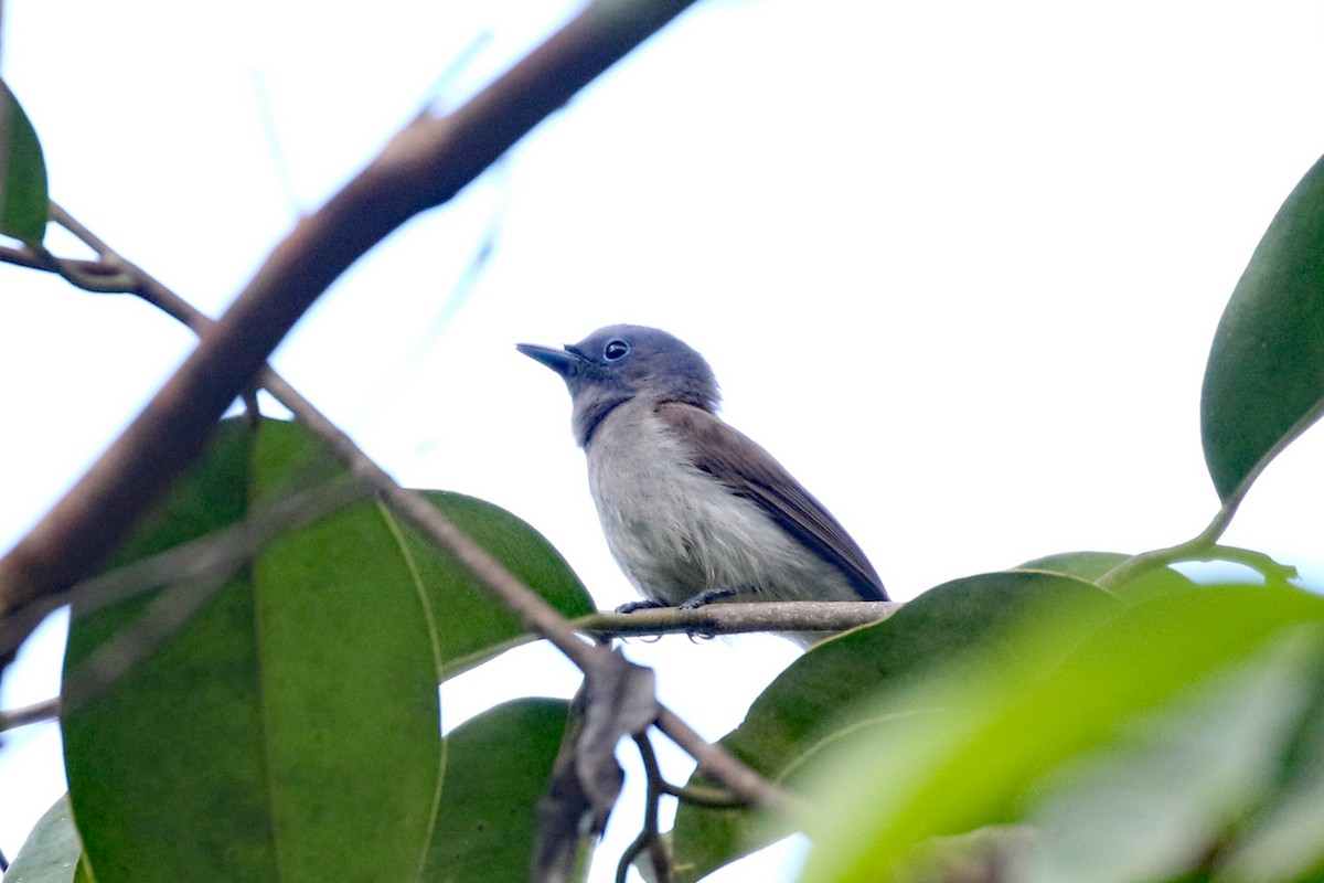 Blue Paradise-Flycatcher - ML617447383