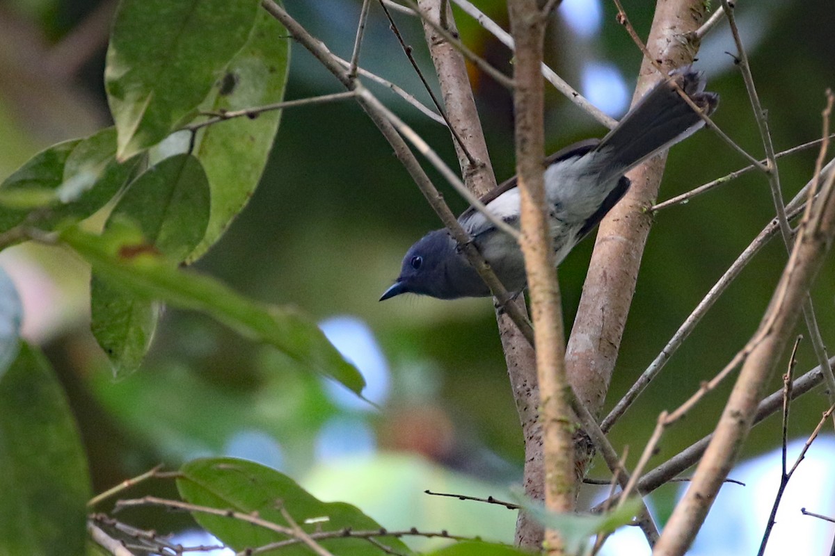 Blue Paradise-Flycatcher - ML617447384