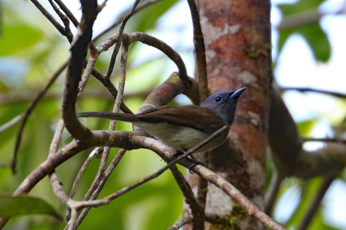 Blue Paradise-Flycatcher - Dave Beeke