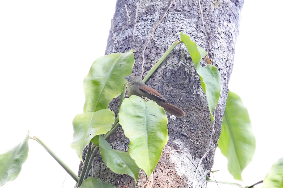 Pin-striped Tit-Babbler (Palawan) - ML617447402