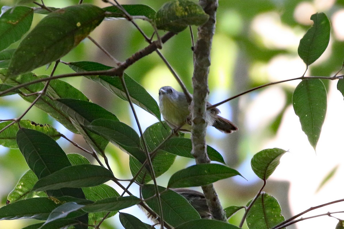 Pin-striped Tit-Babbler (Palawan) - ML617447404