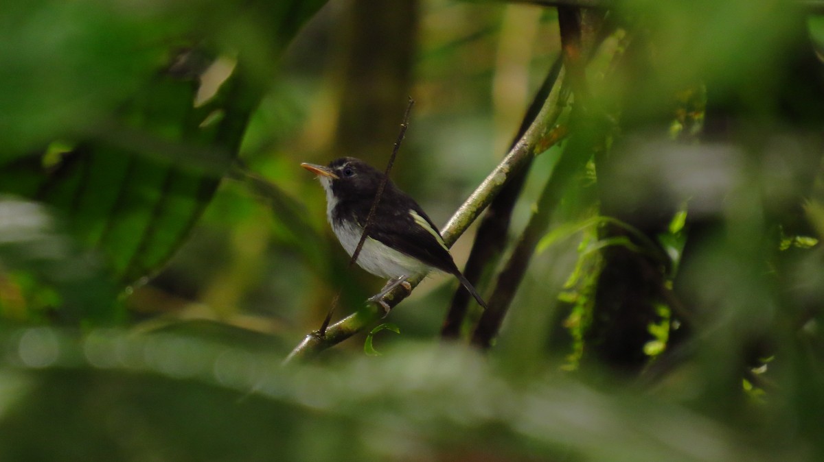 Black-and-white Tody-Flycatcher - ML61744741