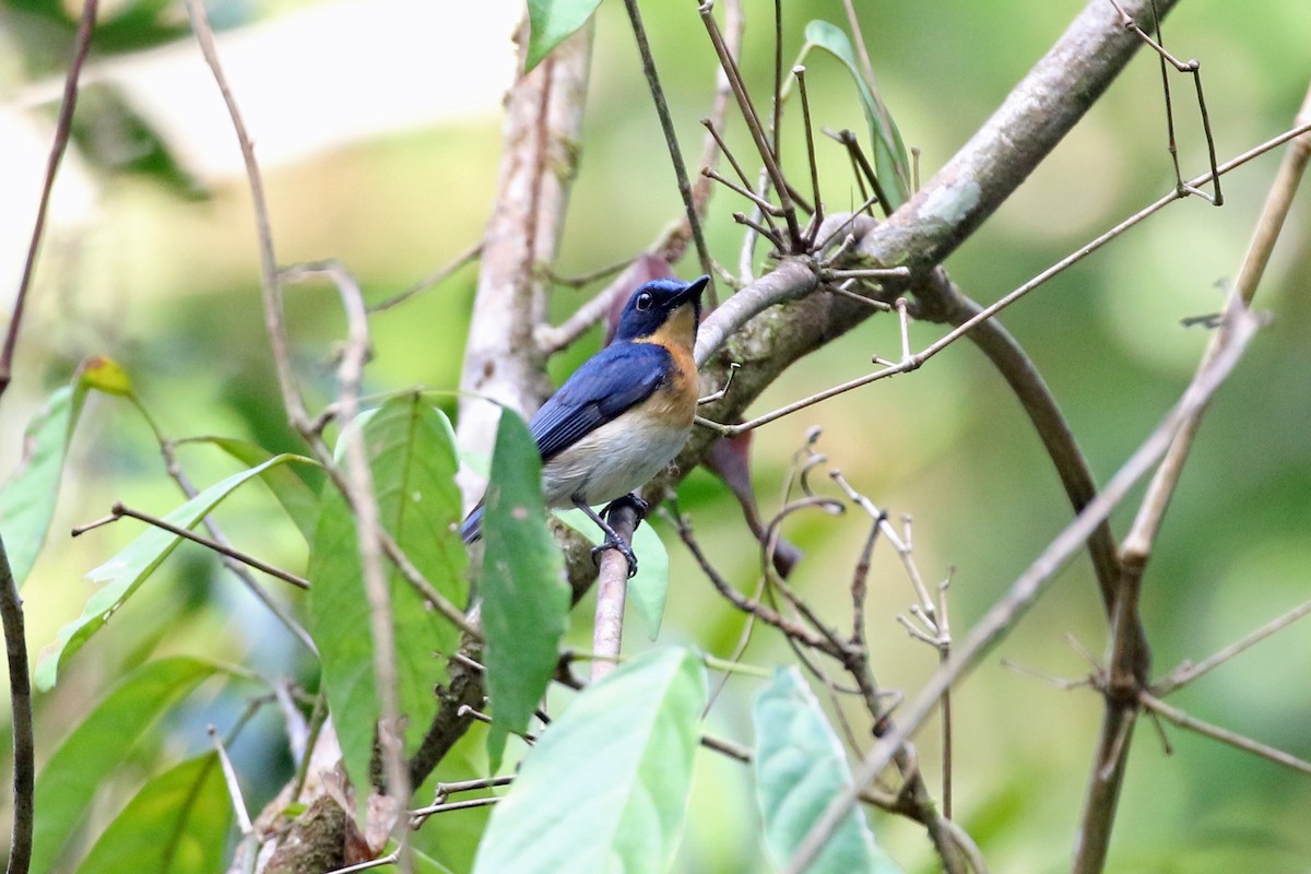 Palawan Blue Flycatcher - ML617447428