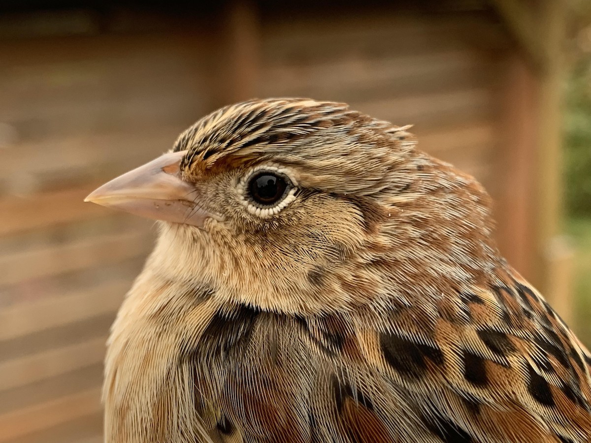 Grasshopper Sparrow - ML617447491