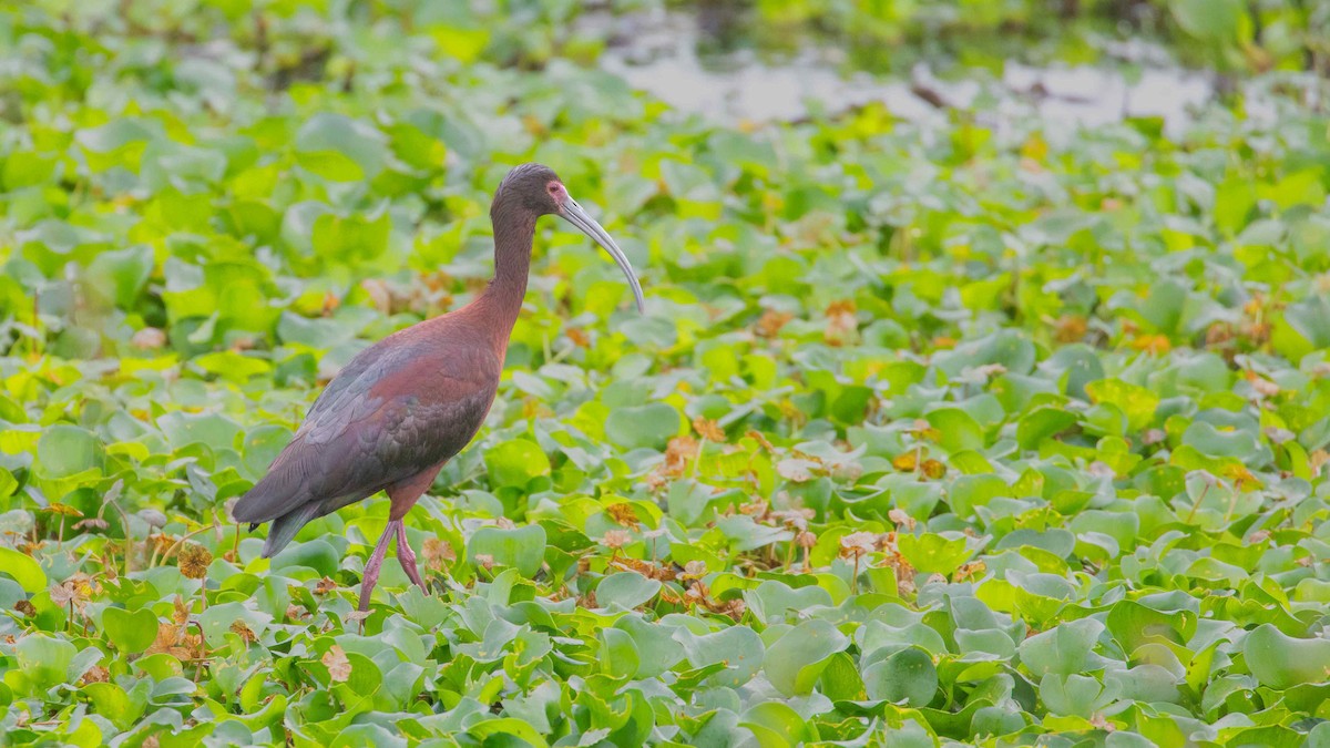 White-faced Ibis - Ivar Husa