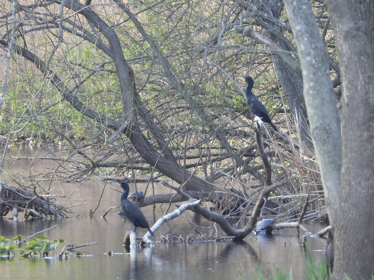 Double-crested Cormorant - ML617447504