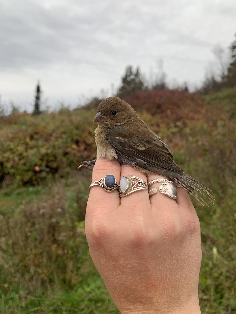 Indigo Bunting - ML617447506