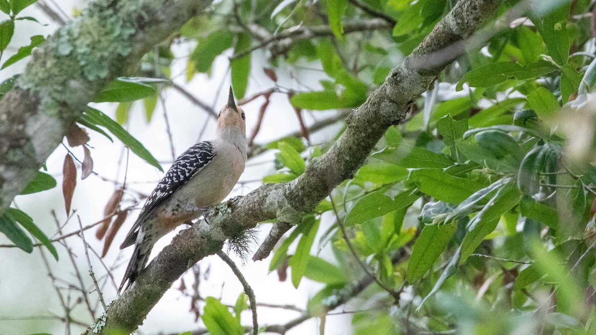 Red-bellied Woodpecker - Ivar Husa