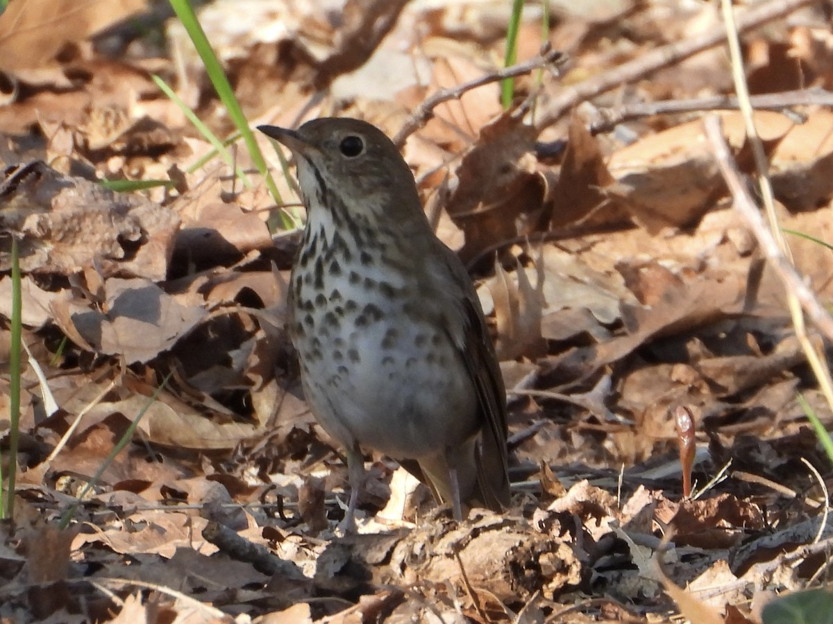 Hermit Thrush - ML617447517