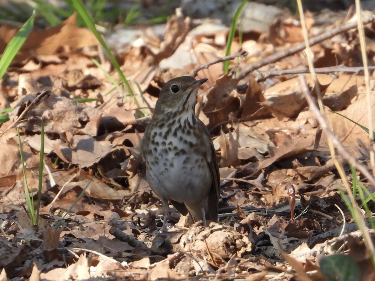 Hermit Thrush - ML617447518