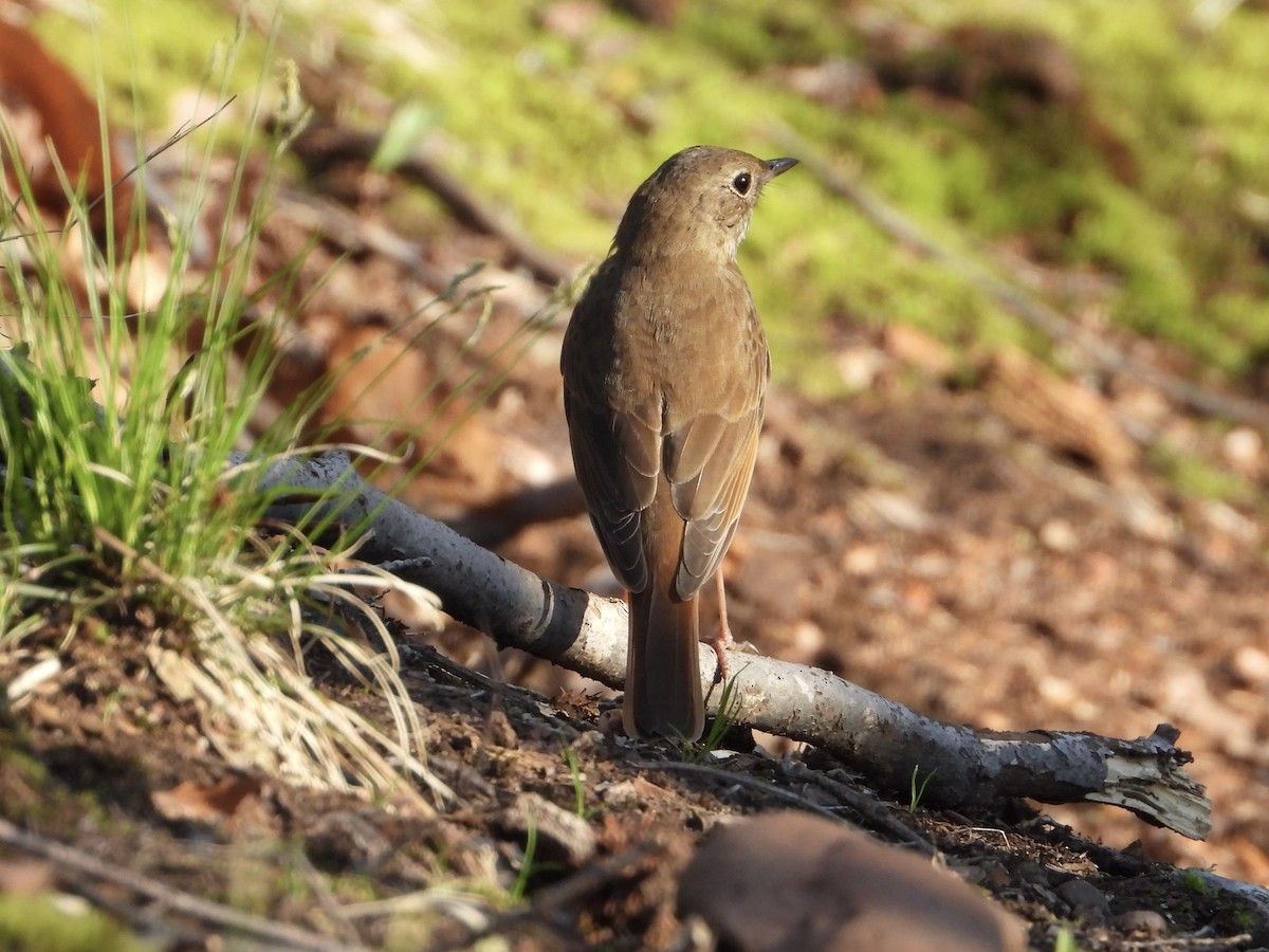 Hermit Thrush - ML617447519