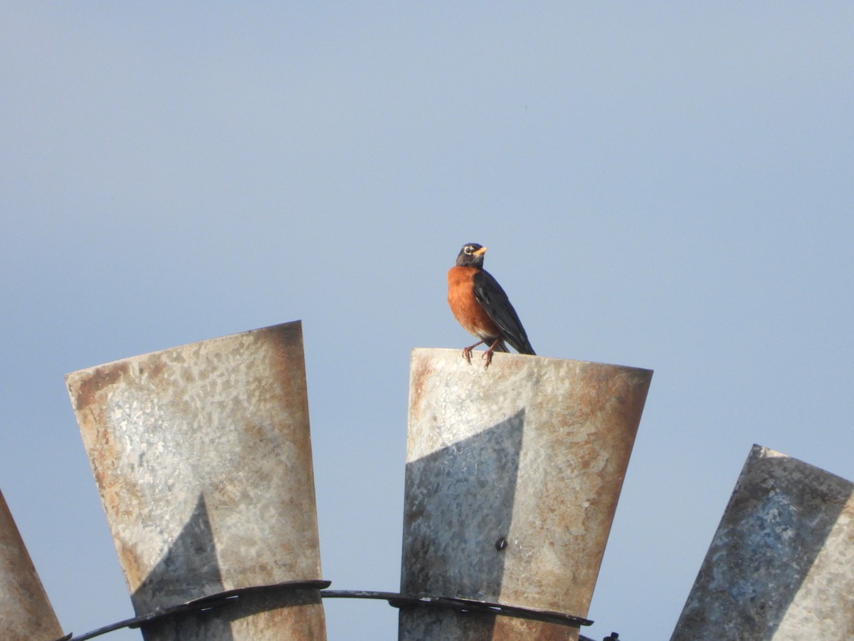 American Robin - ML617447529