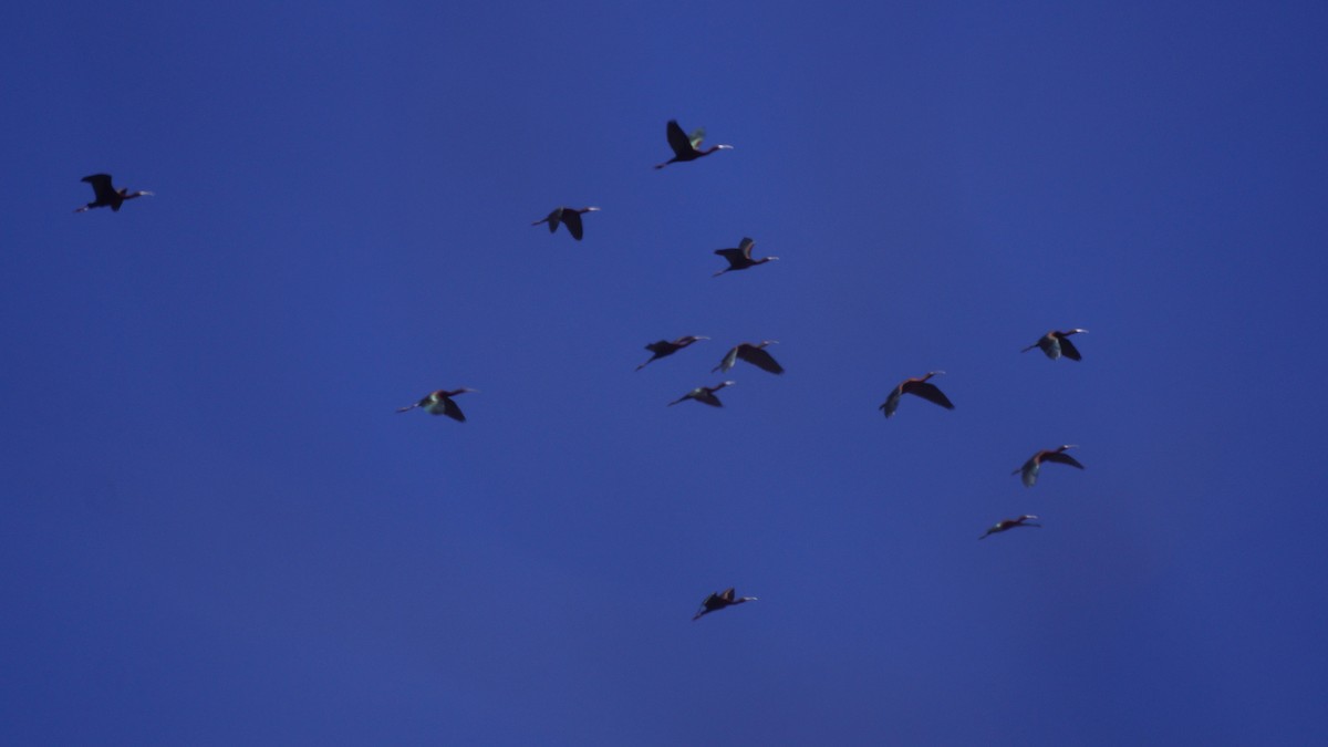 ibis americký - ML617447536