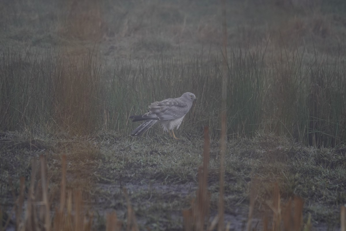 Northern Harrier - Jill Punches