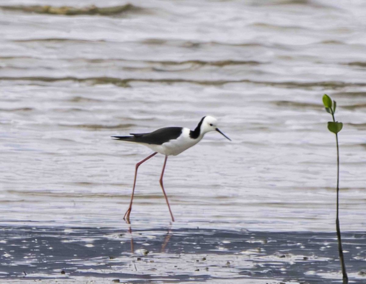 Pied Stilt - ML617447583