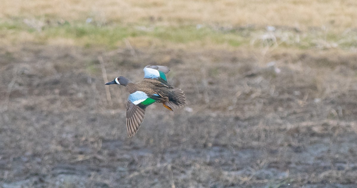 Blue-winged Teal - ML617447596
