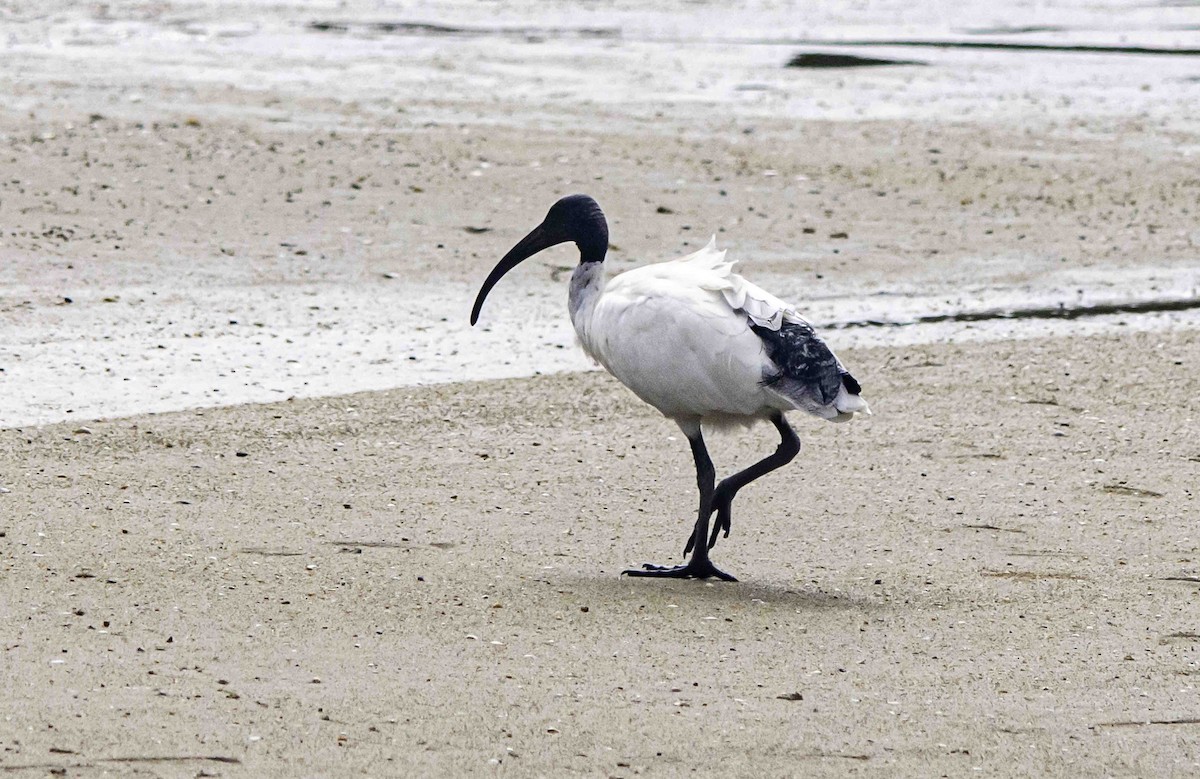 ibis australský - ML617447625