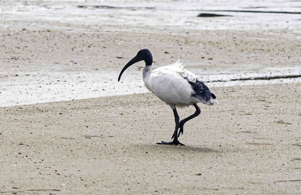 Australian Ibis - ML617447625