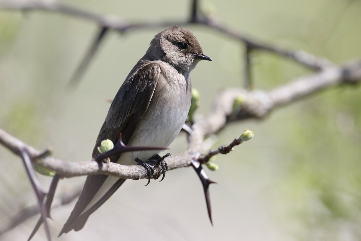 Northern Rough-winged Swallow - ML617447688