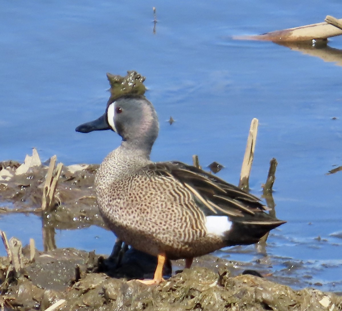 Blue-winged Teal - ML617447692