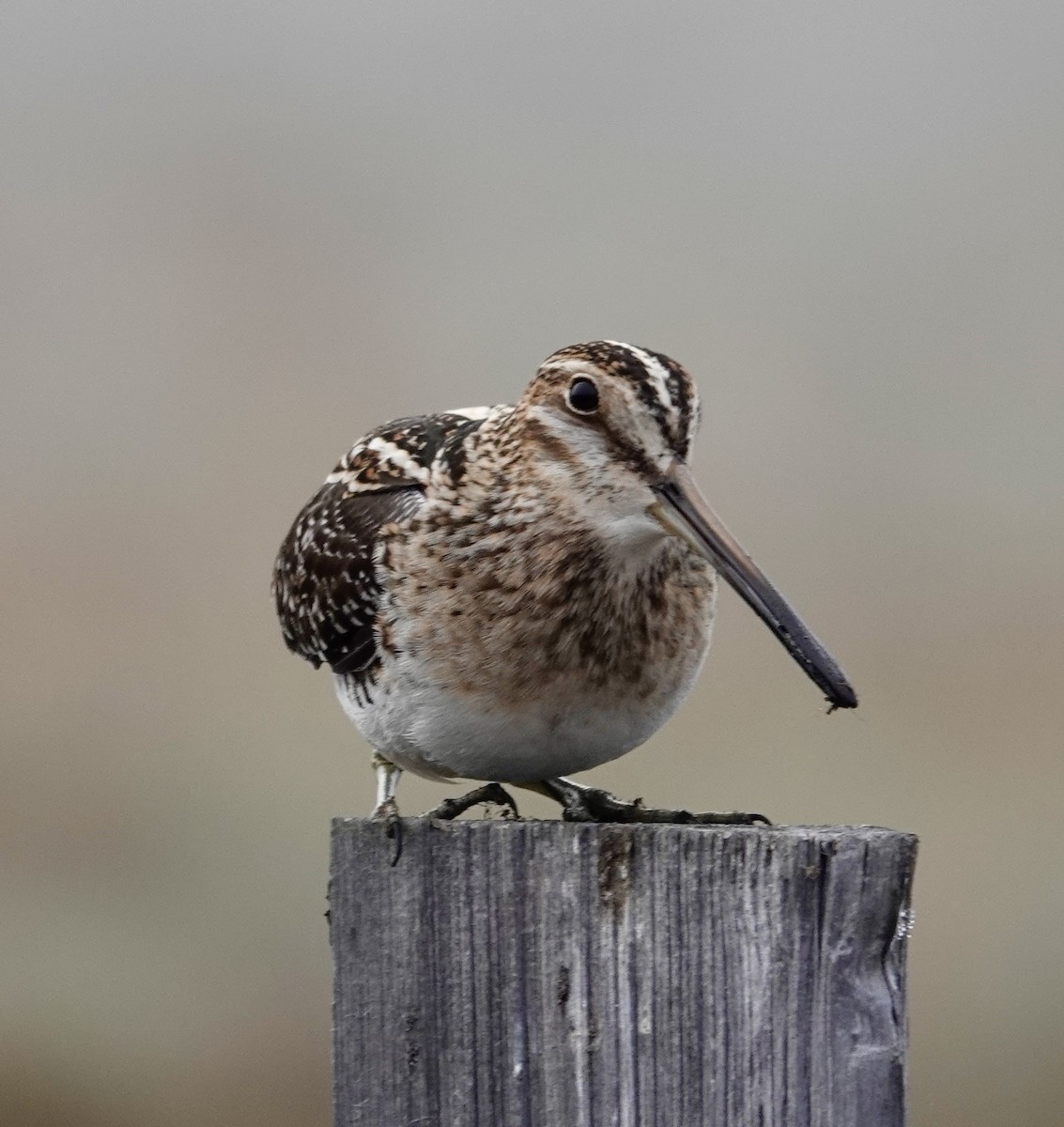 Wilson's Snipe - ML617447694