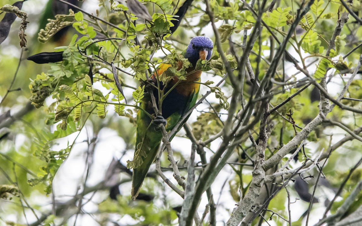 Rainbow Lorikeet - Rebel Warren and David Parsons