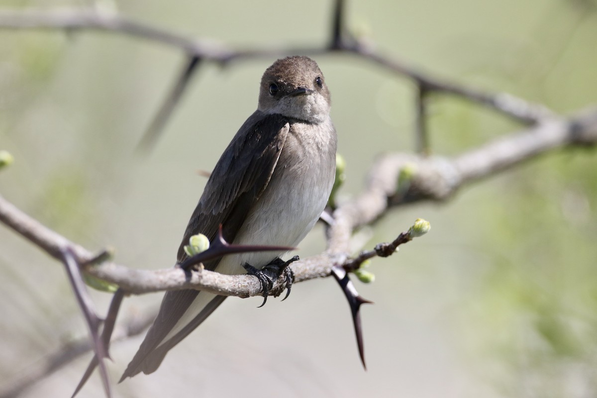Northern Rough-winged Swallow - ML617447710
