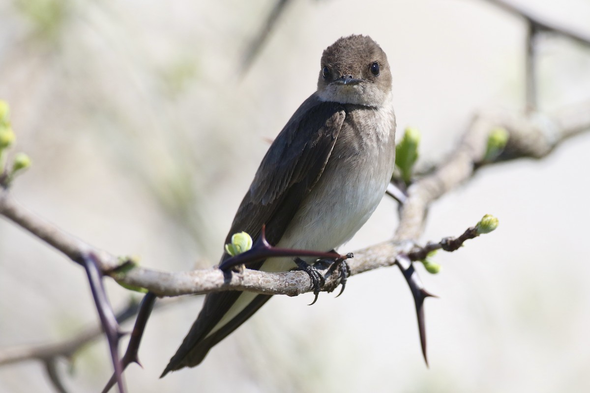 Northern Rough-winged Swallow - ML617447735