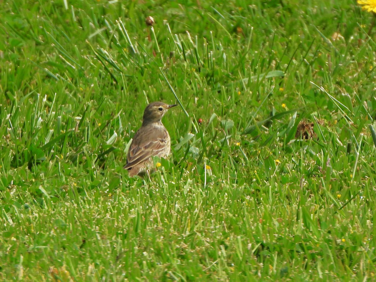 American Pipit - ML617447749