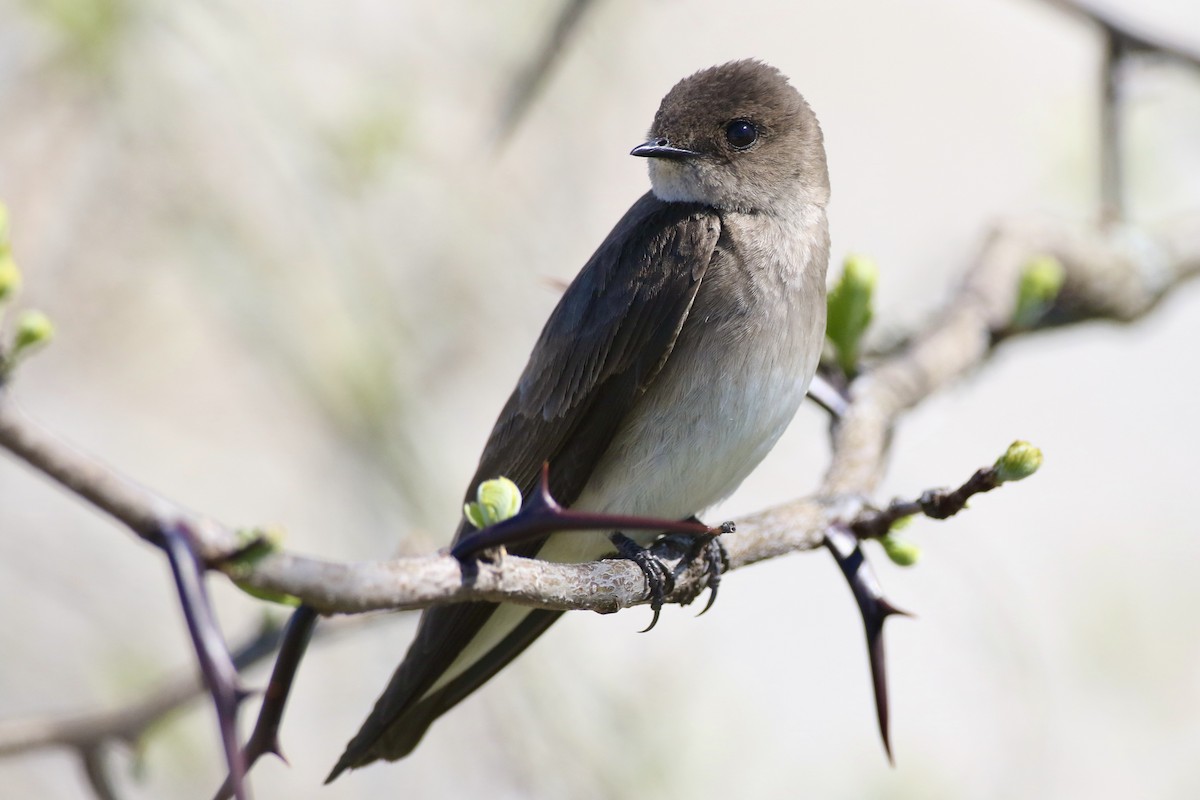 Northern Rough-winged Swallow - ML617447755