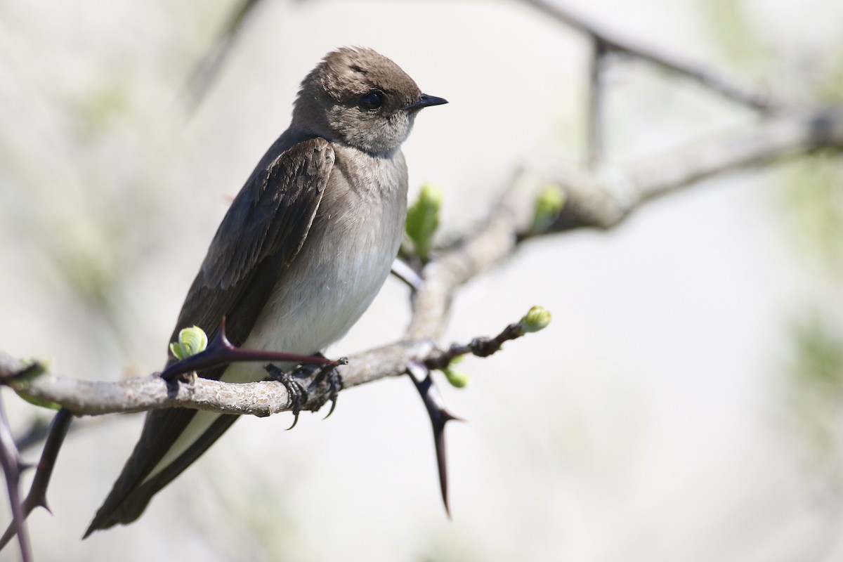 Northern Rough-winged Swallow - ML617447773