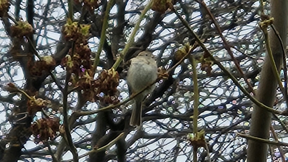 Field Sparrow - ML617447779