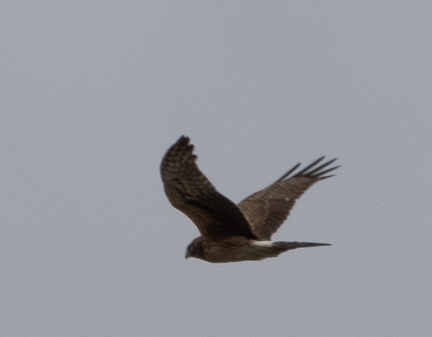 Northern Harrier - ML617447786