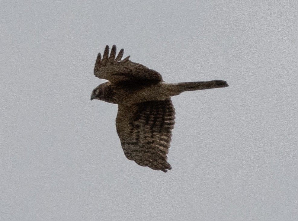 Northern Harrier - ML617447788