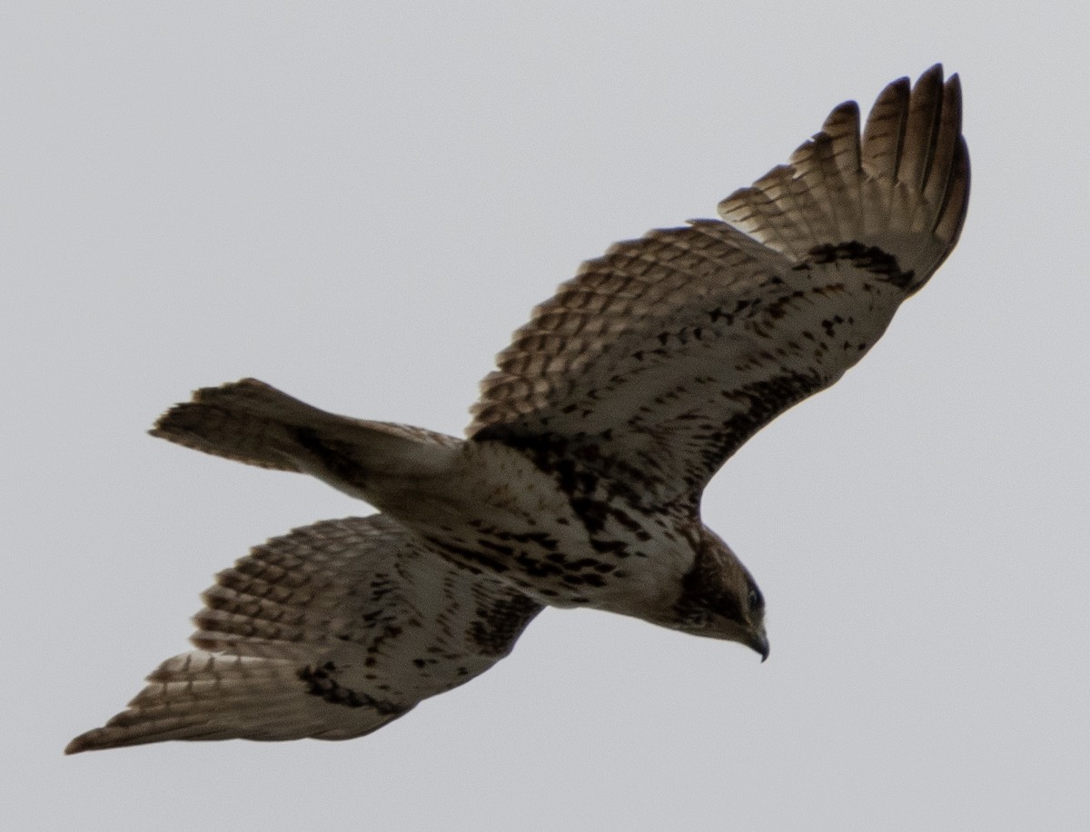 Red-tailed Hawk - ML617447822