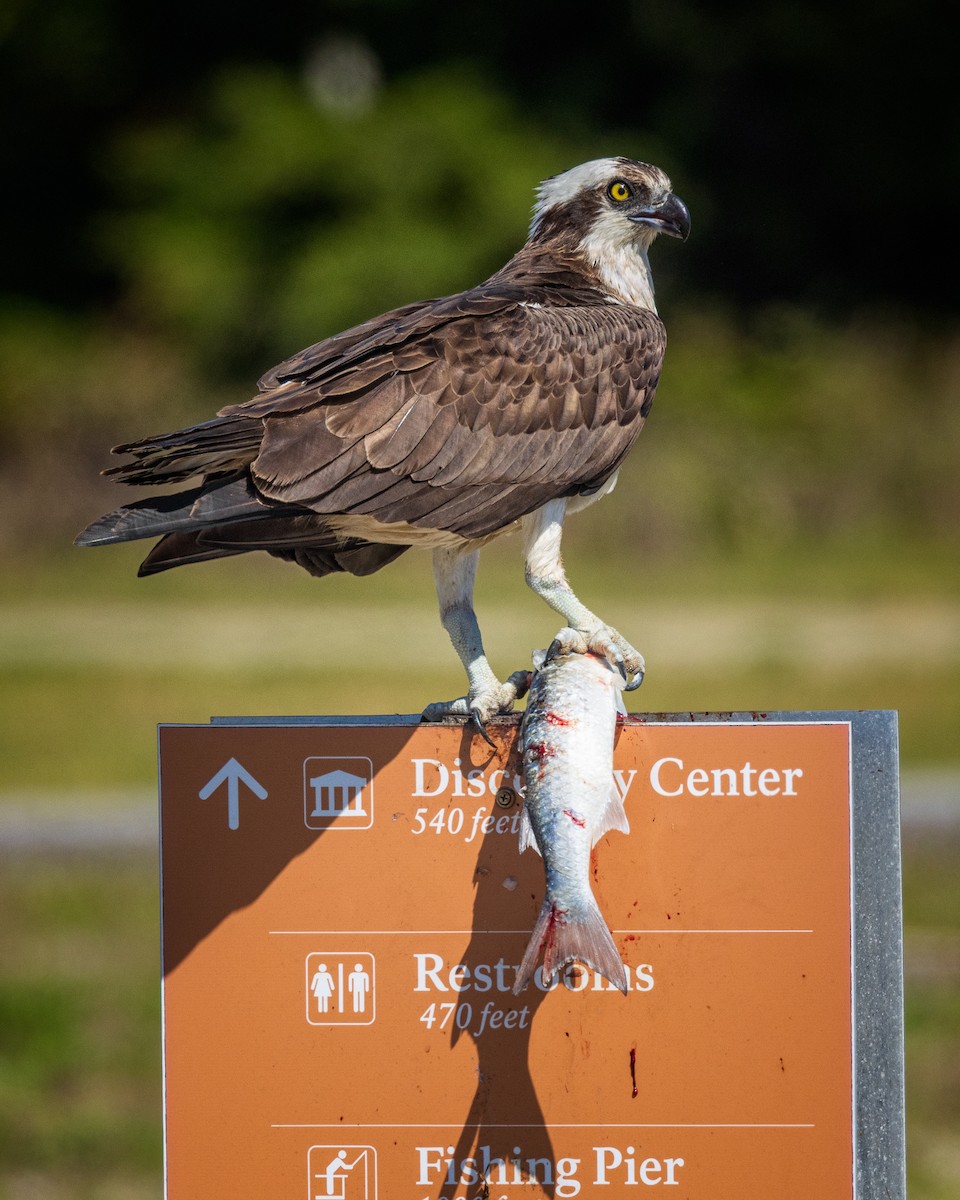 Osprey - ML617447878