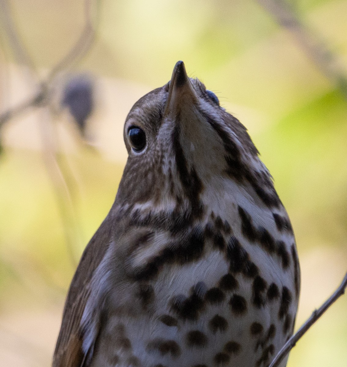 Hermit Thrush - ML617447881