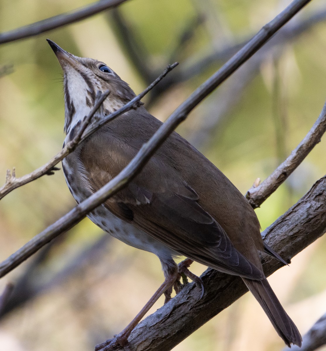 Hermit Thrush - ML617447892