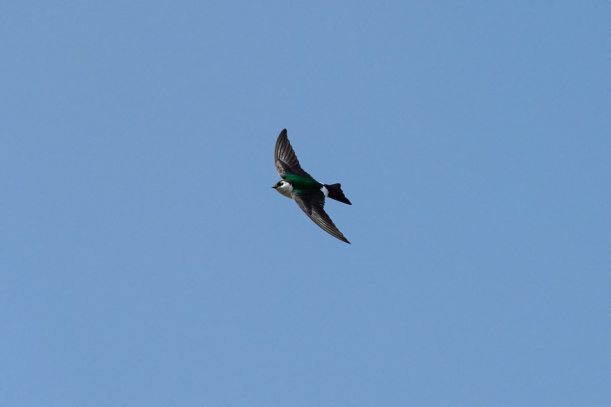 Violet-green Swallow - ML617447896