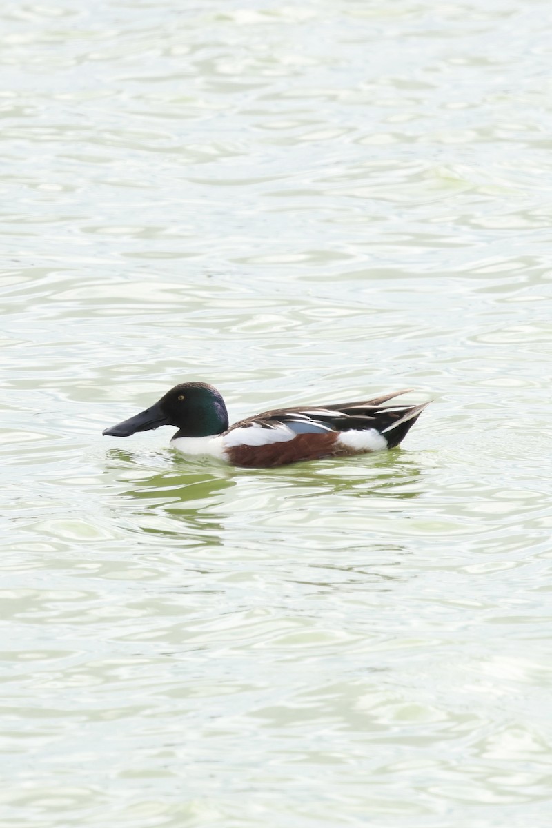 Northern Shoveler - Zach L